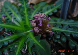 Valeriana